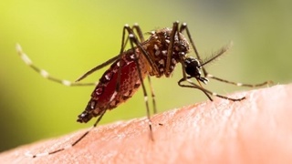 Dhaka Tribune: Бангладешда бир кунда 12 киши денге безгагидан вафот этди