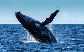 АҚШлик 56 ёшли дайвер Майкл Паккард кит ошқозонидан тирик чиқди