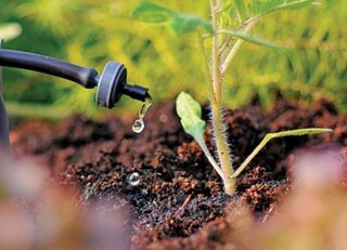 Томчилаб суғориш тизимини ўрнатганлик учун ҳар бир гектарга 16 млн сўм миқдорда субсидия ажратилади