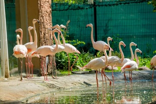 В Узбекистане изменяется порядок использования дикорастущих растений и диких животных, занесенных в Красную книгу