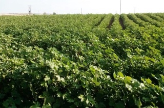 Ғўза зараркунандаларига қарши "Долзарб 30 кунлик" эълон қилинди