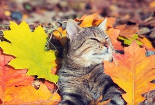 Узгидромет: на выходных в Узбекистане ожидается теплая погода до +17 градусов