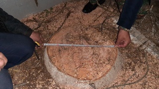 Мораторий жорий қилинганига қарамай Қарши шаҳрида кўп йиллик дарахтлар кесилди