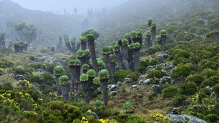 Килиманжаро стратовулқонида сақланиб қолган тарихий ўсимлик