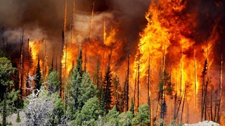 ООН назвала главные угрозы человечеству: лесные пожары и шумовое загрязнение