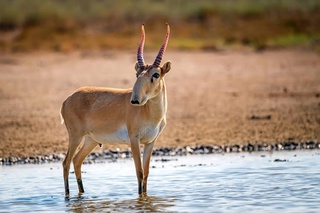 Өзбекстан мен Қазақстан ақбөкен популяциясын тіктеуге күштерді бірлестіреді
