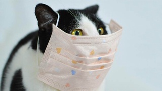 Epidemiyaning keyingi bosqichi — koronavirusning qishloq xo'jaligi va uy hayvonlariga yuqishi bo'ladi