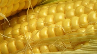 Диетолог мунтазам жўхори истеъмол қилишнинг зарари ҳақида огоҳлантирди