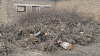 Мактаб боғидаги дарахтлар нега кесилганига ойдинлик киритилди