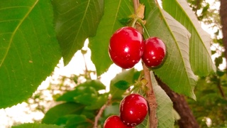 Сурхондарёда гилос пишди