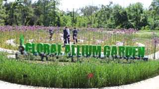 Открылся Узбекско-китайский луковый сад