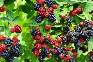Different varieties of blackberries are being tested in Uzbekistan