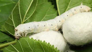 Австрийская компания планирует наладить производство шелковых изделий в Узбекистане