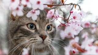 К концу недели весна вновь вступит в свои права