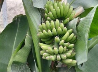 В Самаркандской области начали выращивать бананы