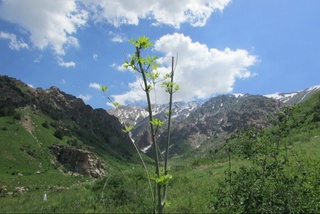O‘rmon fondi yerlaridan noqonuniy foydalanganlik uchun javobgarlik bor