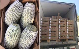 Буюк Британия бозорига ўзбек қовуни етказиб берилди