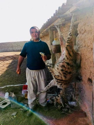 Сурхондарёда фуқаро "Қизил китоб"га киритилган сиртлонни ўлдиргани аниқланди