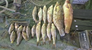 Sirdaryoda fuqaro elektr qarmoq yordamida baliq ovladi