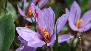 В Ташкенте состоялась презентация шафрана бренда «BMB ZA’FARON»