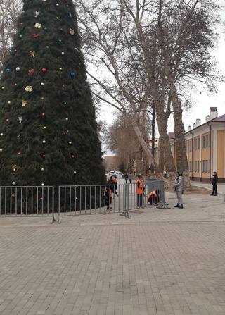 Самарқандда Янги йил арчаси учун табиий арчаларни кесганлар жаримага тортилди