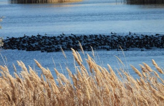 Sudoche ko‘llar tizimi rasman xalqaro ahamiyatga ega bo‘lgan suv-botqoq yerlari nominatsiyasiga kiritildi
