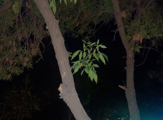 Дарахт шохларини кесган ҳуқуқбузар 2 640 000 сўм тўлайдиган бўлди