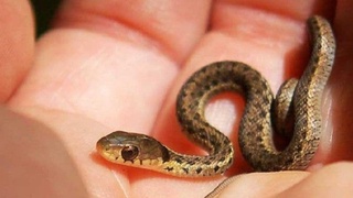 Ҳиндистонлик фермер ўзи билмаган ҳолда уйида 40дан ортиқ илонларни боқаётган экан