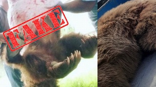 Қашқадарёда қишлоқ оралаб юрган айиқ отиб ўлдирилди