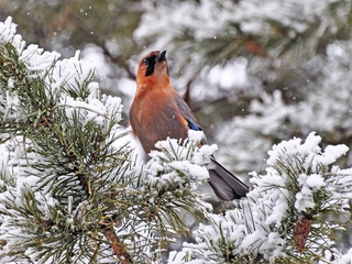Синоптики рассказали, какая погода ожидает узбекистанцев в декабре?