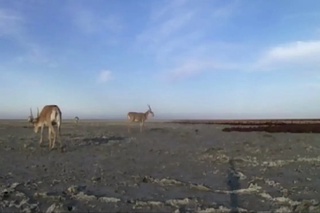 Оролдаги сайғоқлар фотоқопқонга тушиб қолди