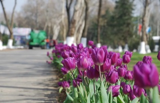 Ушбу иш ҳафтасида ҳаво ҳарорати +31 даражагача кўтарилади