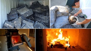 Пресечены попытки ввоза в страну несертифицированных сеянцев клубники