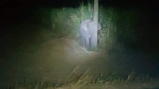 Фил боласи шакарқамиш ўғирлаётганида қўлга тушди