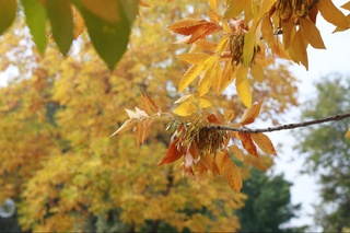 Havo harorati 3-noyabr kuniga kelib +23...+25 darajagacha koʻtariladi