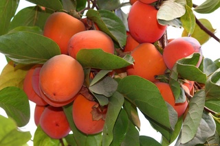 Ўтган йилда қанча хурмо экспорт қилингани очиқланди