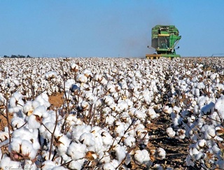 Минсельхоз: объявлены цены на сбор урожая хлопка в 2025 году