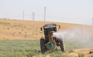Чигирткаларга қарши кимёвий ишлов олиб борилаётган майдонлар қисқармоқда — Ўсимликлар карантини ва ҳимояси агентлиги