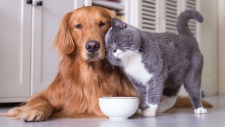 За жестокое обращение с животными ввели уголовную ответственность