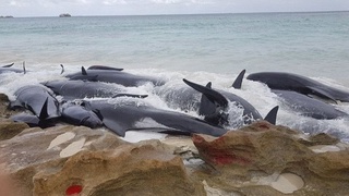 Сотнями мрут млекопитающие