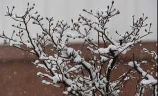 Эртага айрим ҳудудларда ёмғир ёғиб, қорга айланиши мумкин