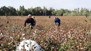 Пахта мавсумида нечта мансабдор жавобгарликка тортилди?