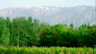 Ўрмон фонди ерларининг 1 минг 327 гектар қисмида 783 минг 600 туп кўчат етиштирилади