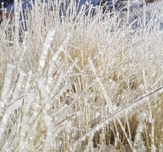Zomin davlat qo'riqxonasi hududida bulduruq hodisasi kuzatildi