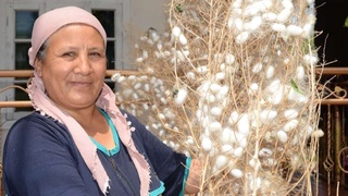 Бешариқ тумани пиллакорлари Фарғонада биринчи бўлиб шартнома режасини уддалади