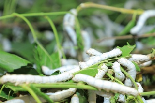 Hokimlar ham pilla yetishtirmoqda