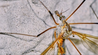 Qanday odamlarni chivin ko'proq chaqishi ma'lum bo'ldi