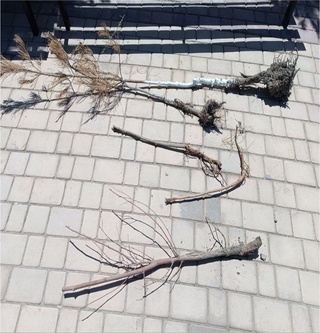 Navoiyda daraxt koʻchatlarini qarovsiz qoldirgan 36 nafar masʼul shaxs jarimaga tortildi