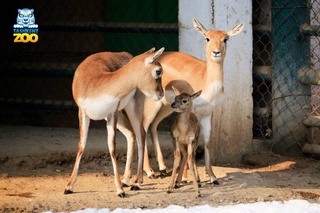 Ташкентский зоопарк предложил пользователям соцсетей подобрать имя для детеныша антилопы гарна