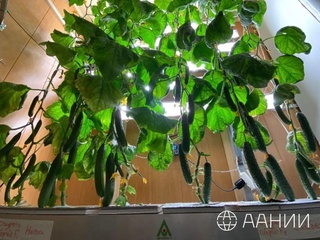 Rossiyalik olimlar Antarktidada birinchi marta bodring yetishtirishdi